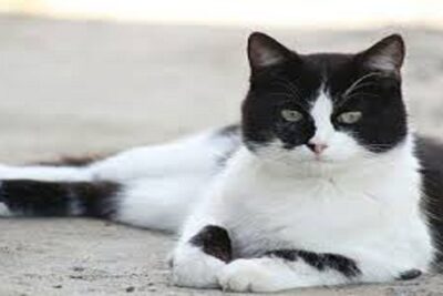 gato europeo bicolor