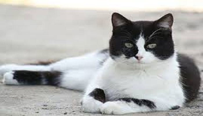 gato europeo bicolor
