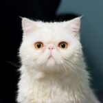 gato-exótico-2