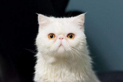 gato-exótico-2