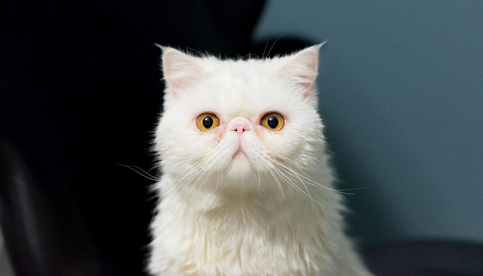 gato-exótico-2