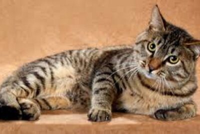gato dragon li