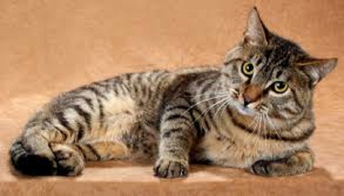 gato dragon li