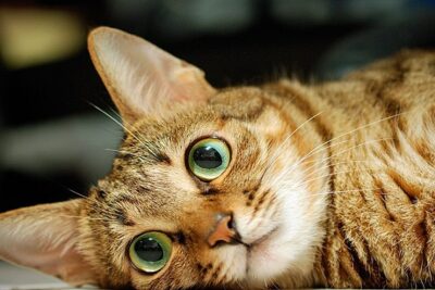 gato-sokoke-2