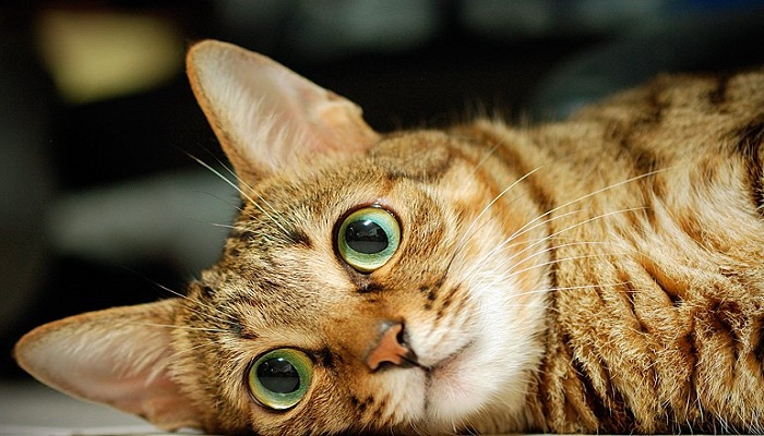 gato-sokoke-2