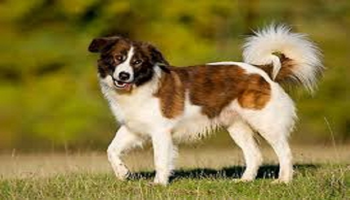 perro aidi