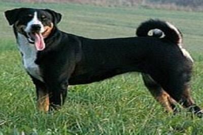 perro appenzell