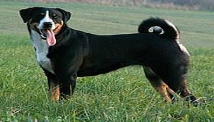 perro appenzell