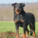 Perro Beauceron