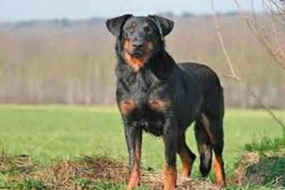 Perro Beauceron