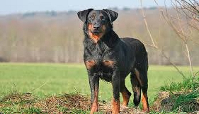 Perro Beauceron