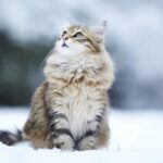 siberiano-1