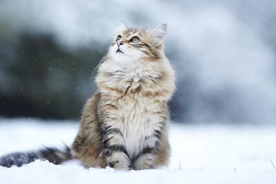 siberiano-1