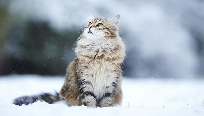 siberiano-1