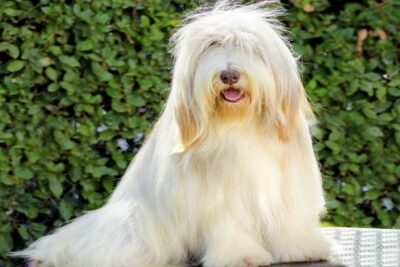Bearded-collie-1