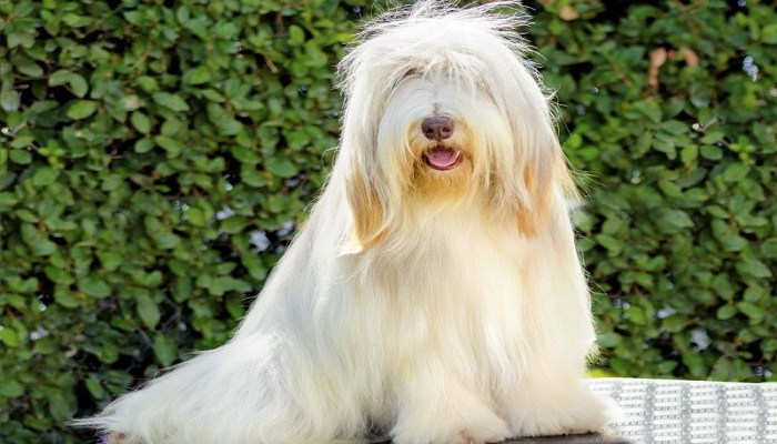 Bearded-collie-1
