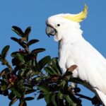 CACATÚAS-1