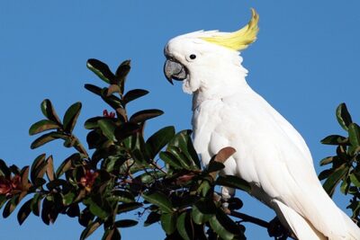 CACATÚAS-1