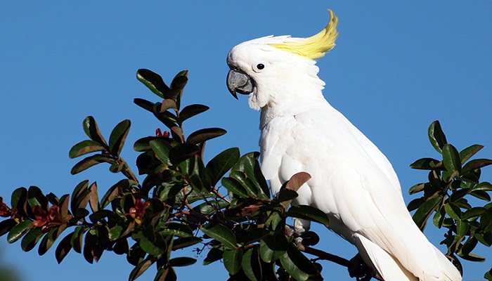 CACATÚAS-1