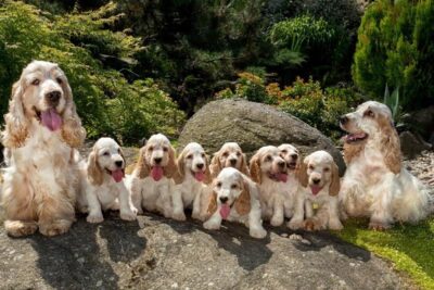 Cocker-spaniel-inglés-3