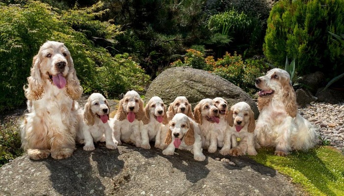 Cocker-spaniel-inglés-3