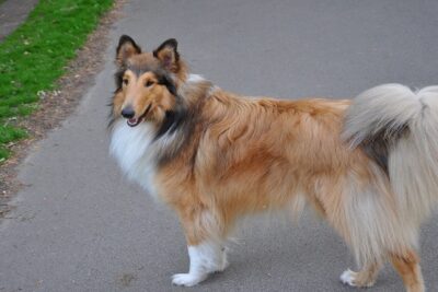 Collie-de-pelo-largo-3