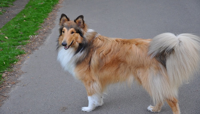 Collie-de-pelo-largo-3