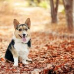 Corgi-galés-de-Cardigan-1