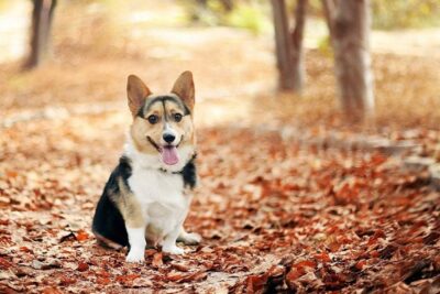 Corgi-galés-de-Cardigan-1
