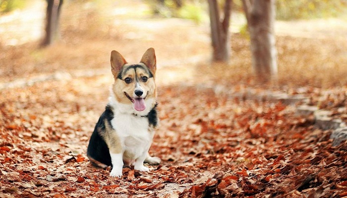 Corgi-galés-de-Cardigan-1