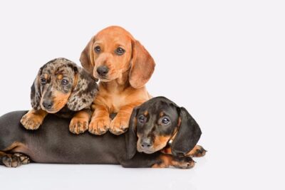 Dachshund-1