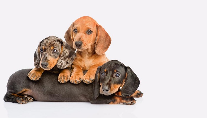 Dachshund-1