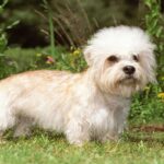 Dandy-Dinmont-Terrier-3
