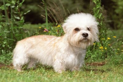 Dandy-Dinmont-Terrier-3