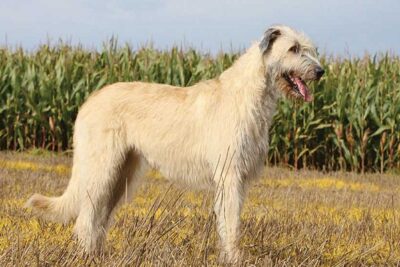Deerhound-1
