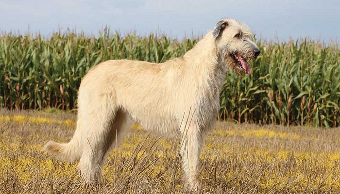 Deerhound-1