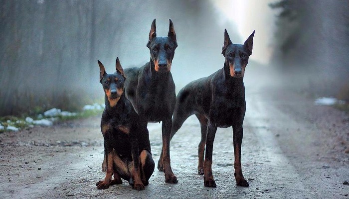 Doberman-2