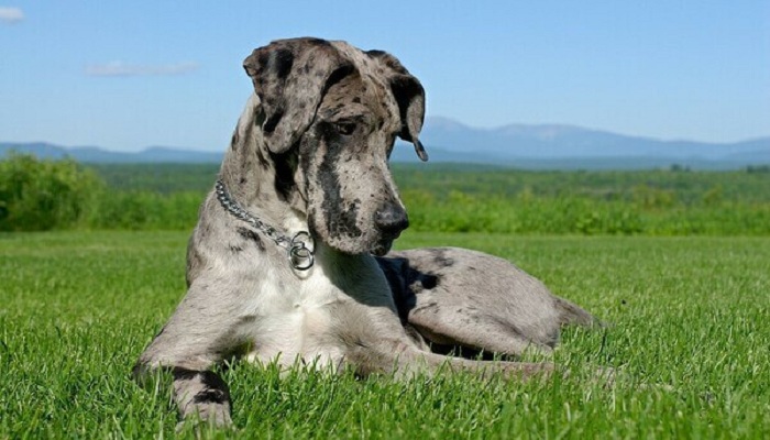 Dogo-alemán-1