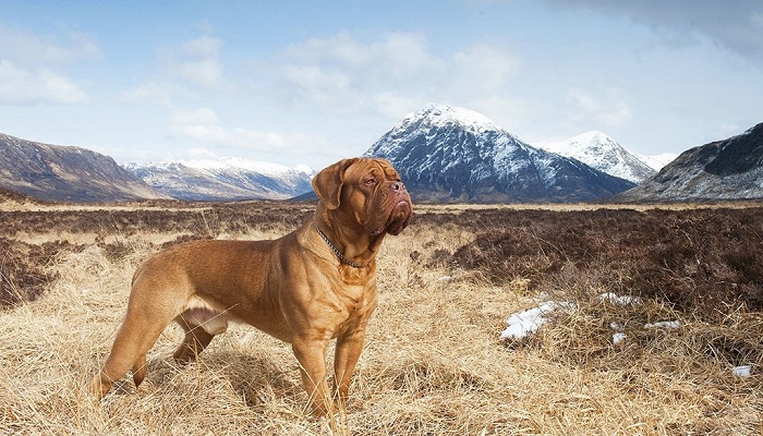 Dogo-de-burdeos-2