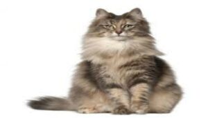 Gato Bosques de Noruega