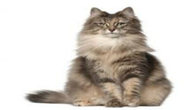 Gato Bosques de Noruega