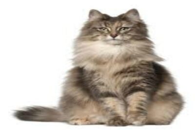 Gato Bosques de Noruega
