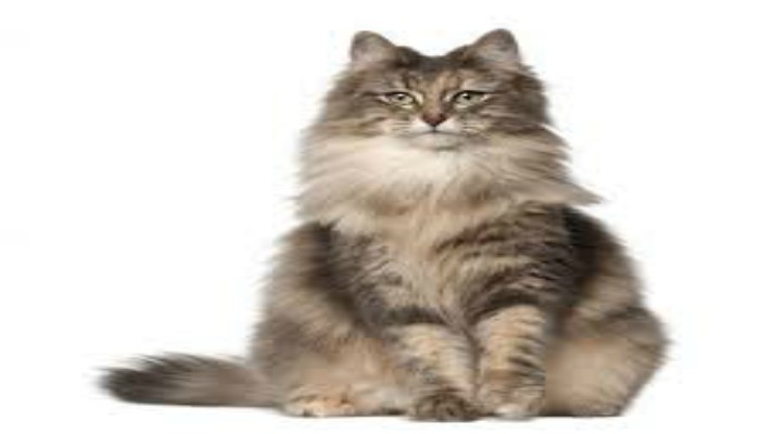 Gato Bosques de Noruega