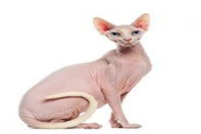 Gato Don Sphynx