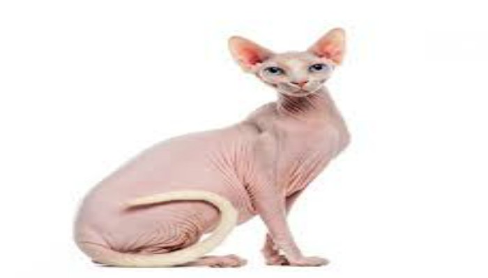 Gato Don Sphynx