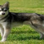 Perro Alaskan Klee Kai