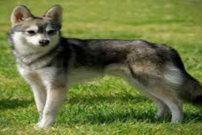 Perro Alaskan Klee Kai