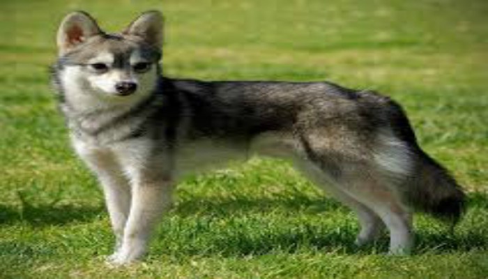 Perro Alaskan Klee Kai