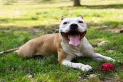 Perro American Staffordshire
