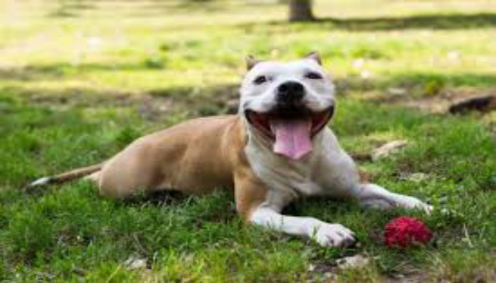 Perro American Staffordshire